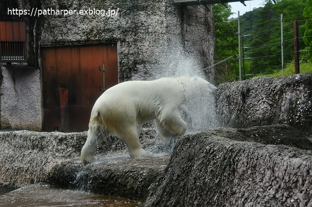 2020年7月 とくしま動物園 その6_a0052986_855063.jpg