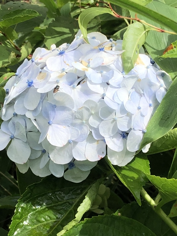 羽鳥湖高原_a0129492_21552467.jpeg