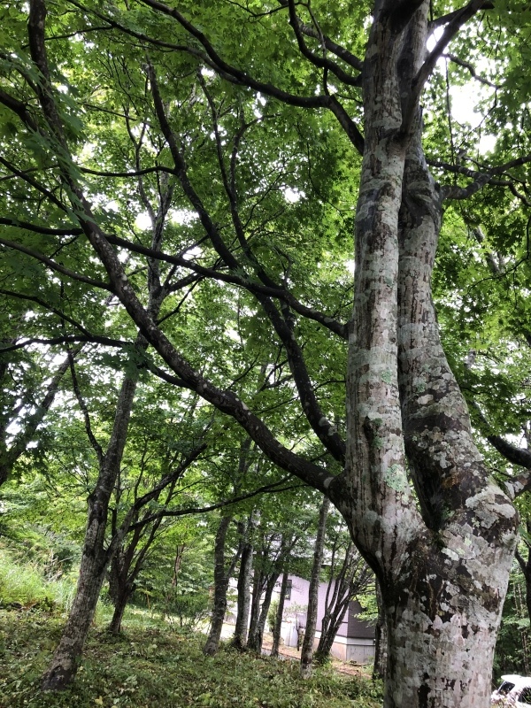 羽鳥湖高原_a0129492_22044798.jpeg