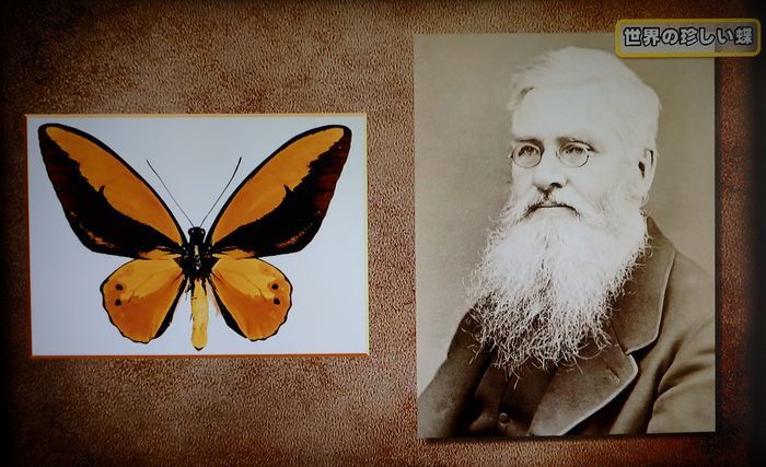 ザルモクシスオオアゲハ／開運！なんでも鑑定団（2019.7.6放送