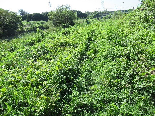 写真をアップし改めて 「とにかくバテた! 蒸し暑い中、滝川でヒガンバナの開花の前の草刈り清掃」_f0141310_20572296.jpg