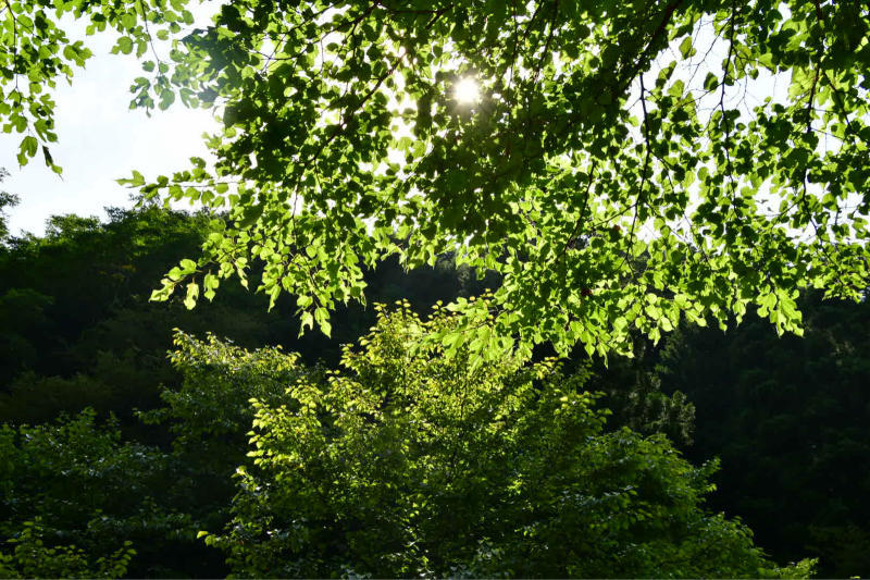 Summer is ending 2020 その3_b0223512_14074883.jpg