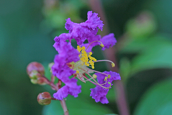 サルスベリ紫 百日紅 猿滑 花もり暮らし