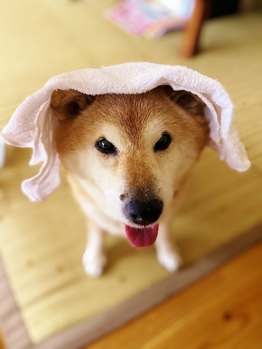 見解の相違_b0314043_21481334.jpg