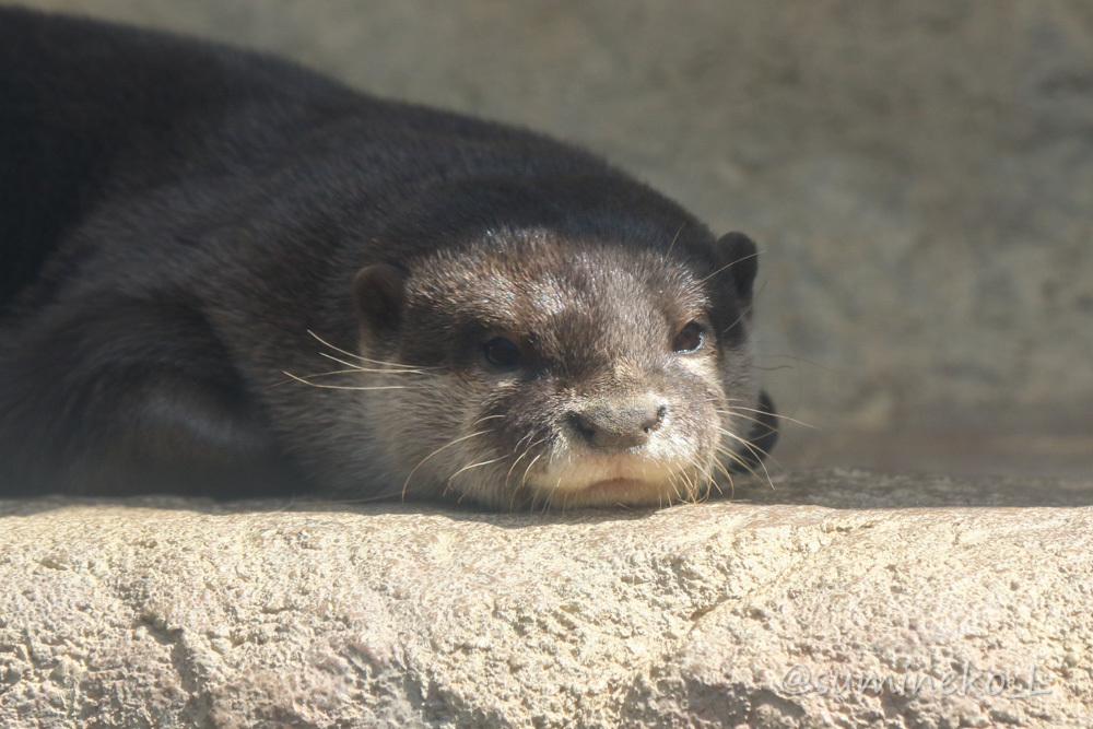 2019/09/28 とべ動物園 コツメカワウソ : 墨色の鳥籠