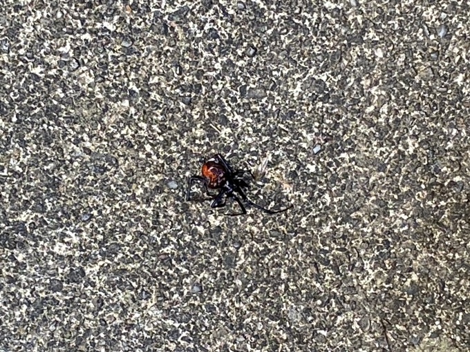 蜘蛛の家 Opaな日々