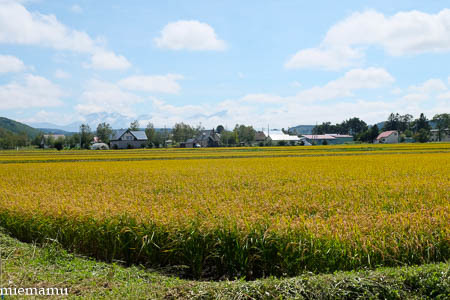 田んぼと山並み~9月の東川_d0340565_19465826.jpg