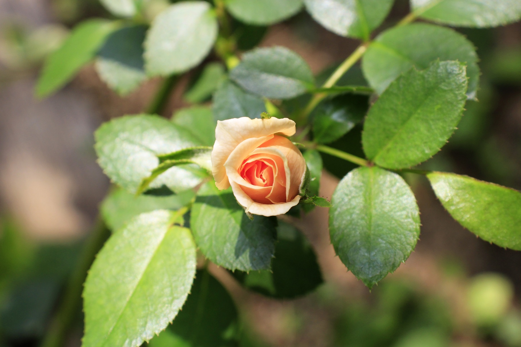 夏剪定 ９月の薔薇 成長する家 つれづれ日記