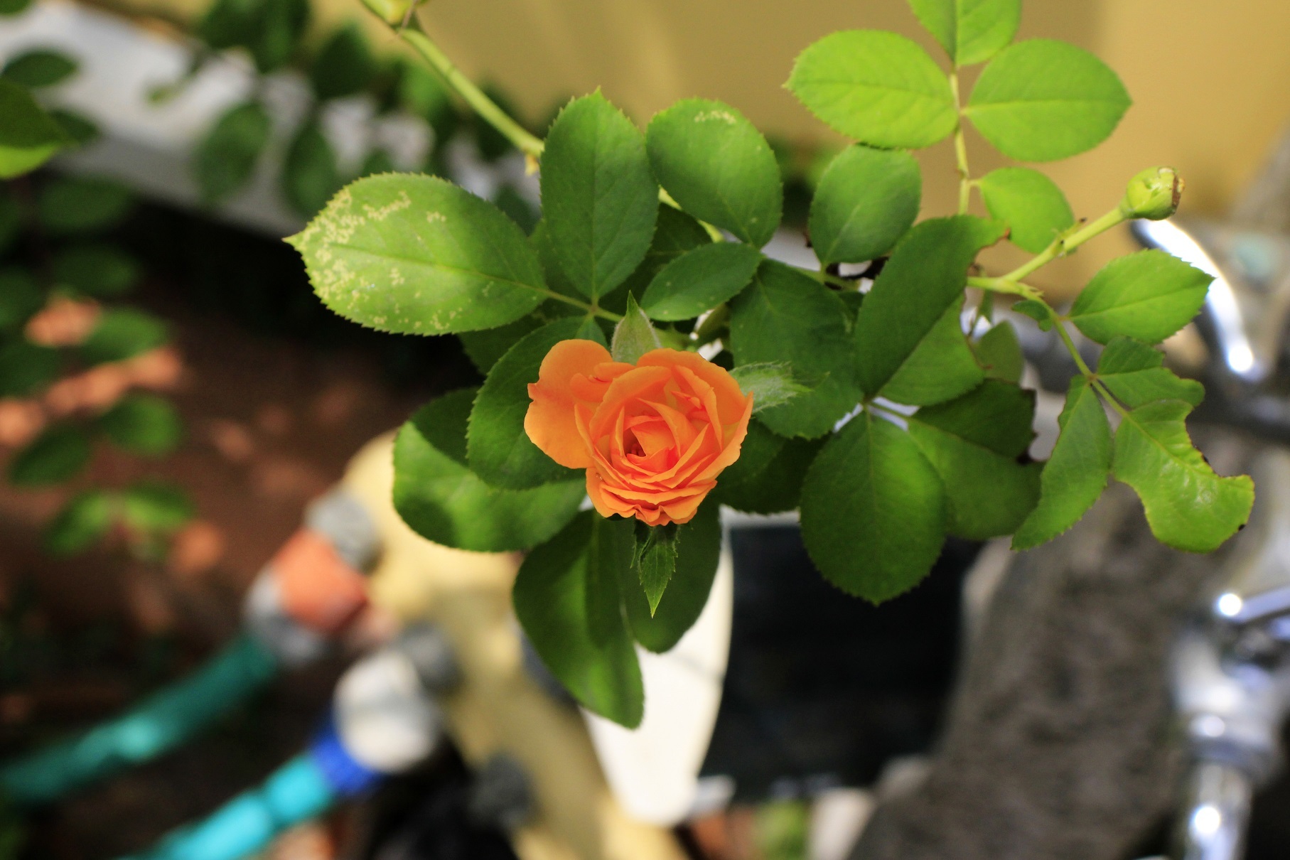 夏剪定 9月の薔薇 成長する家 つれづれ日記 夏剪定 9月の薔薇 成長する家 つれづれ日記