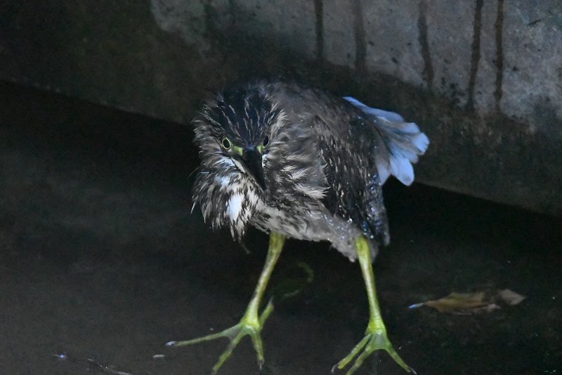 オオタカがよく観察されました!★先週末の鳥類園(2020.9.5~6)_e0046474_16481085.jpg