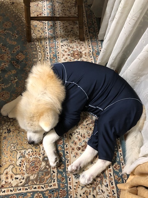 飛鳥丸の皮膚の状態_c0257276_17301005.jpg