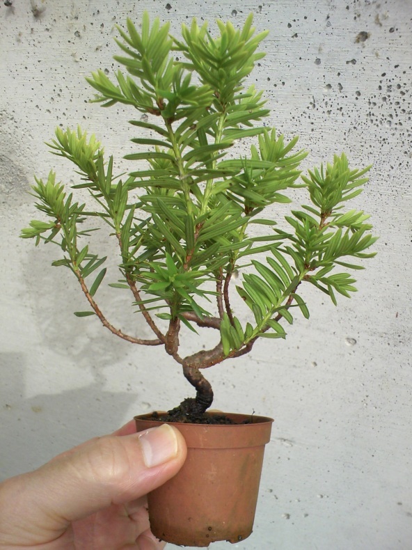 ミニ一位の挿し木素材 盆栽便り ミニ一位の挿し木素材 盆栽便り