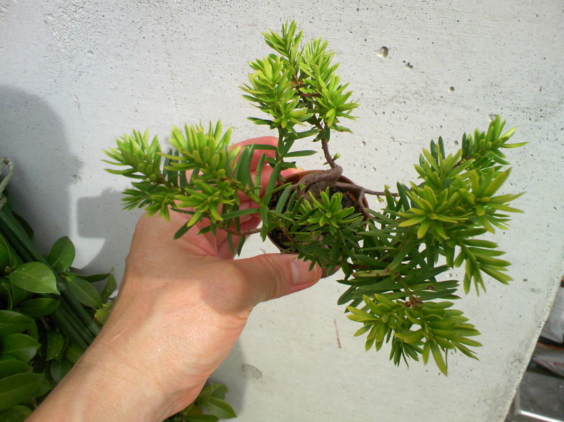 ミニ一位の挿し木素材 盆栽便り ミニ一位の挿し木素材 盆栽便り