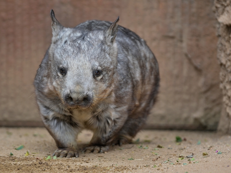 メルボルン動物園のケバナウォンバット Bonsoir メルボルン動物園のケバナウォンバット Bonsoir