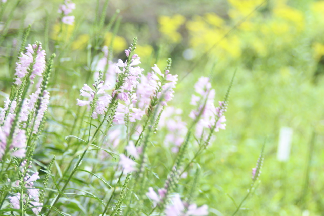 花虎の尾と女郎花 トキドキ日記