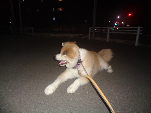 正気でないタイガ 泣 もももの部屋 怖がりで攻撃性の高い秋田犬のタイガ 老犬雑種のベスの共同生活 保護活動の記録です 時々お空のモカも登場 正気でないタイガ 泣 もももの部屋 怖がりで攻撃性の高い秋田犬のタイガ 老犬雑種のベスの共同生活 保護活動の記録です 時々お空のモカも登場