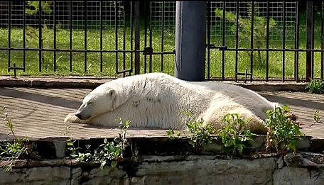 ロシア ボリシェリェーチェ動物園のグーリャ Gulya とザバーヴァ Zabava の過ぎ行く夏の日 Polarbearology Conjectaneum