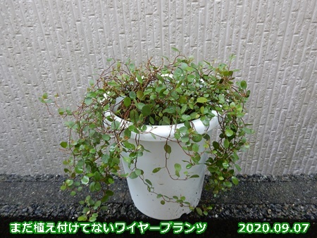 ワイヤープランツも植え替え 自然とともに生きる