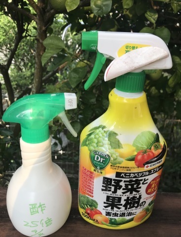 カボスの葉が丸まる 短歌なページ