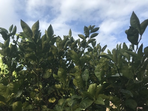 カボスの葉が丸まる 短歌なページ