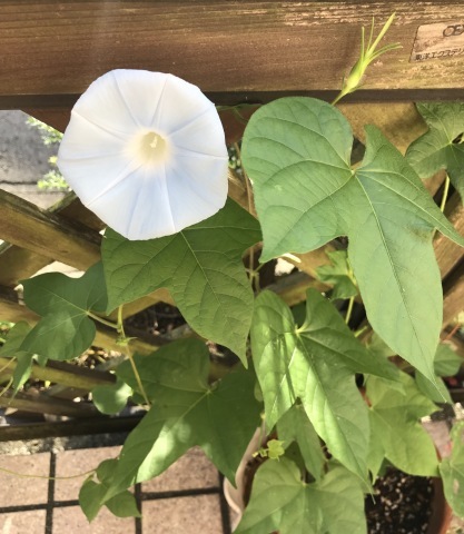 カボスの葉が丸まる 短歌なページ