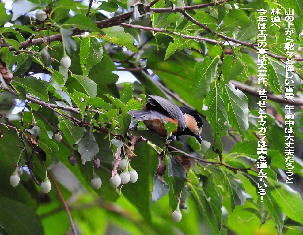 とにかく確実な鳥の居る所に行って来ました！_b0404848_19201361.jpg