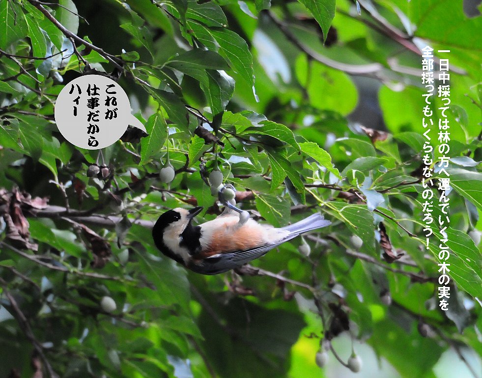 とにかく確実な鳥の居る所に行って来ました！_b0404848_19202921.jpg