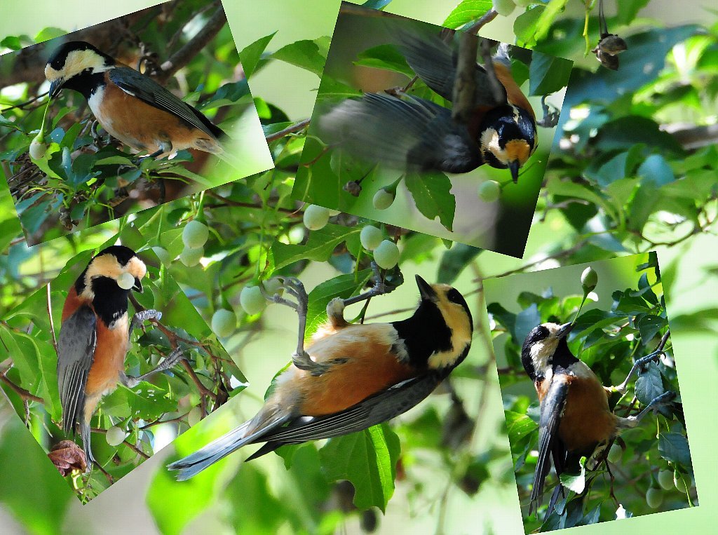 とにかく確実な鳥の居る所に行って来ました！_b0404848_19205403.jpg