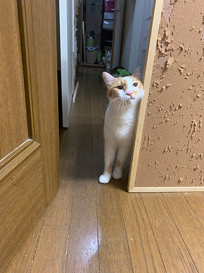 中に行こうよ_a0028451_16180477.jpg