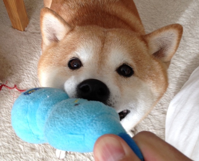 静のぱんこ、動のぱんこ_b0274270_13561226.jpg