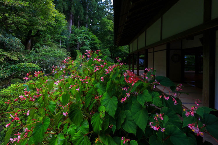三千院_e0051888_07235029.jpg