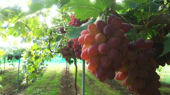 🍇ブドウ狩り🍇_f0089297_11072461.jpg