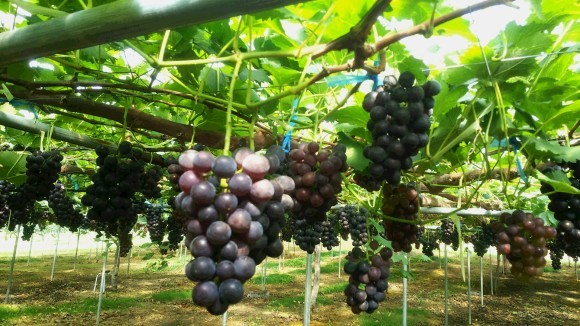 🍇ブドウ狩り🍇_f0089297_11073516.jpg