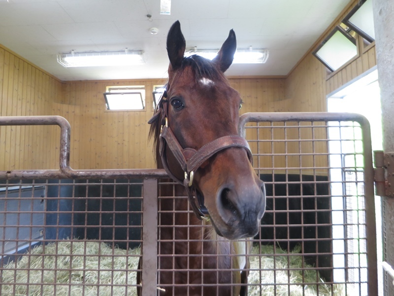 2017年6月ドリームジャーニー見学 : 競馬で楽しい時間を過ごそう