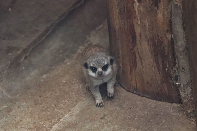 生後二週間のミーアキャットの赤ちゃんとマーラ一家のお食事ｔｉｍｅ 井の頭自然文化園 November 19 続々 動物園ありマス