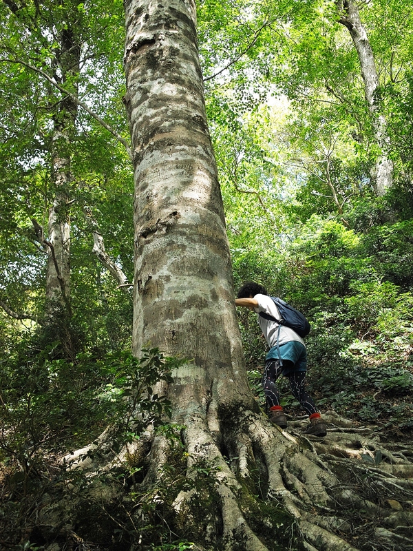 18 で曇りの朝 生杉ブナ原生林 朽木小川 気象台より 朽木小川 気象台より 高島市 針畑 くつきの季節便りを 18 で曇りの朝 生杉ブナ原生林 朽木小川 気象台より 朽木小川 気象台より 高島市 針畑 くつきの季節便りを