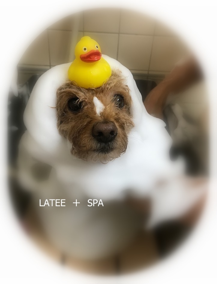 ピコちゃん メルちゃん 犬のしっぽ Gallery ピコちゃん メルちゃん 犬のしっぽ Gallery