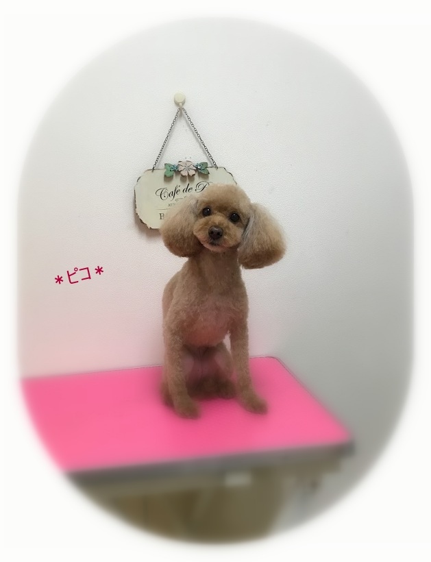 ピコちゃん メルちゃん 犬のしっぽ Gallery ピコちゃん メルちゃん 犬のしっぽ Gallery