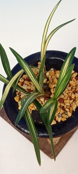 韓国春蘭 力和 : 蘭万園日記