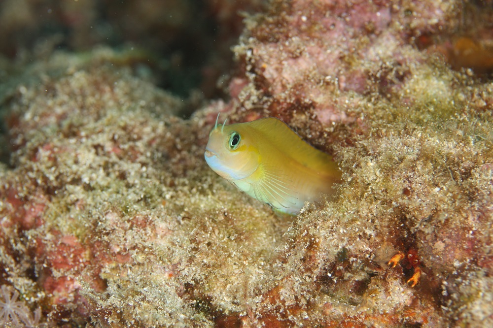 ハナダイギンポ Diving Photo Web図鑑