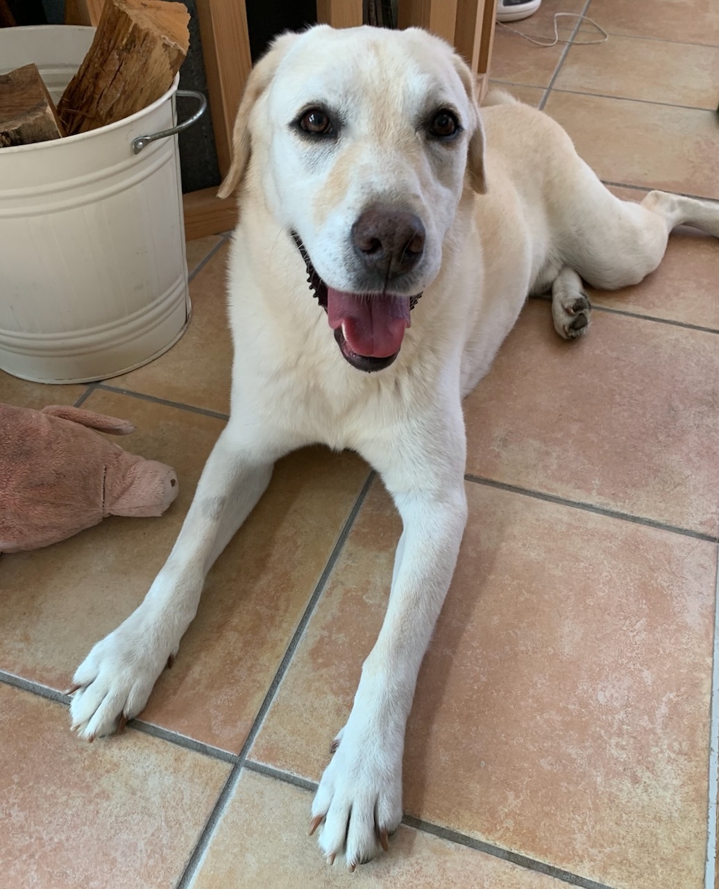 看板犬。_f0372146_16572823.jpeg