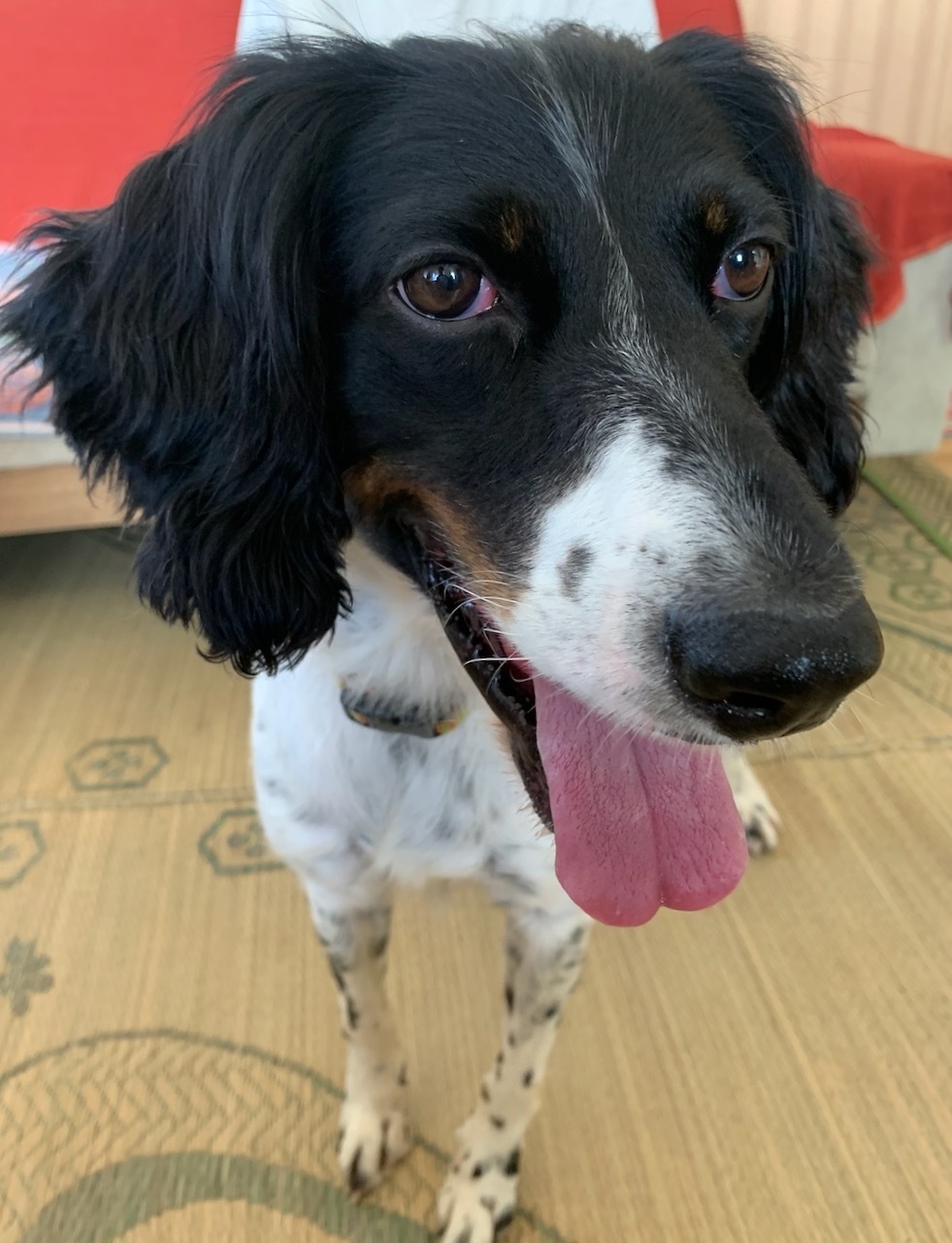 看板犬。_f0372146_16573272.jpeg