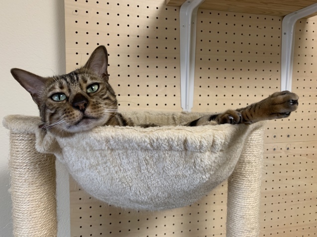 一人でできる手作りキャットウォーク その後と近況報告 天使たちの優雅な生活 一人でできる手作りキャットウォーク その後と近況報告 天使たちの優雅な生活