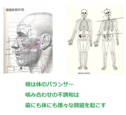 顎は体のバランサー_d0338857_16203317.jpg