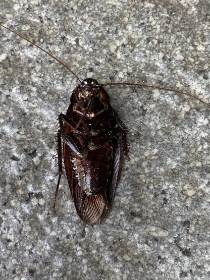 暑さで昇天 トラッドライフ 暑さで昇天 トラッドライフ
