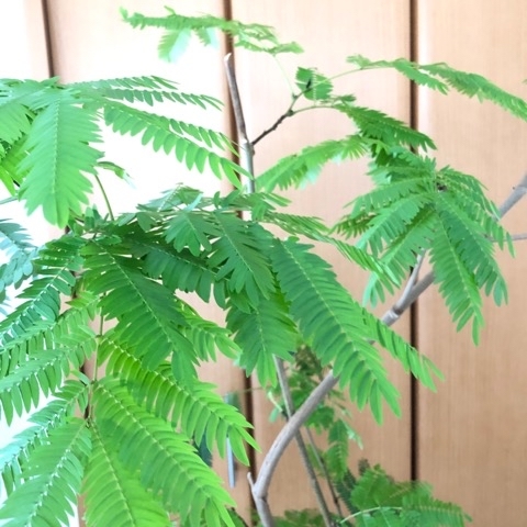 観葉植物 元気にする方法 Clean Up Life 観葉植物 元気にする方法 Clean Up Life