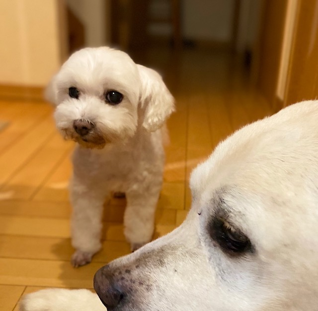 old dog ×2 大変なこともあるけれど・・・家族に♡_a0165160_22531539.jpg