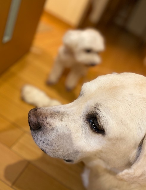 old dog ×2 大変なこともあるけれど・・・家族に♡_a0165160_22535388.jpg