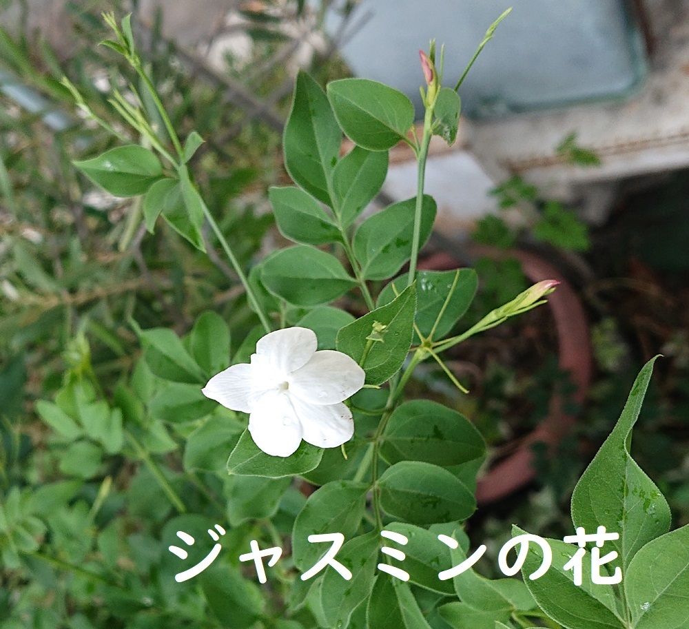 ジャスミンの花の薬効など_d0096268_23283016.jpg