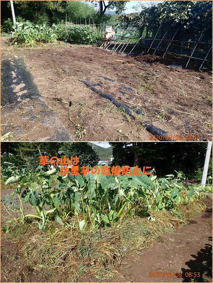 ガム モグラ